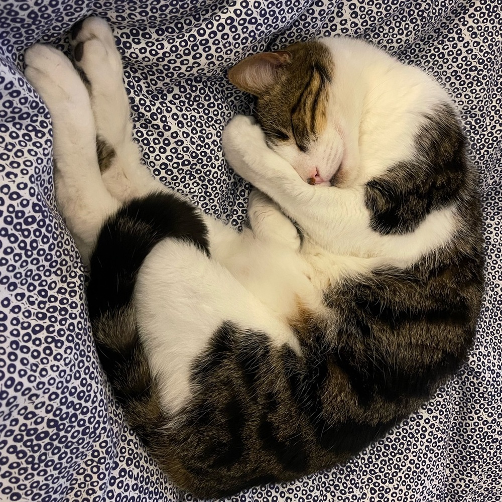 Meet your Posher, Suzie